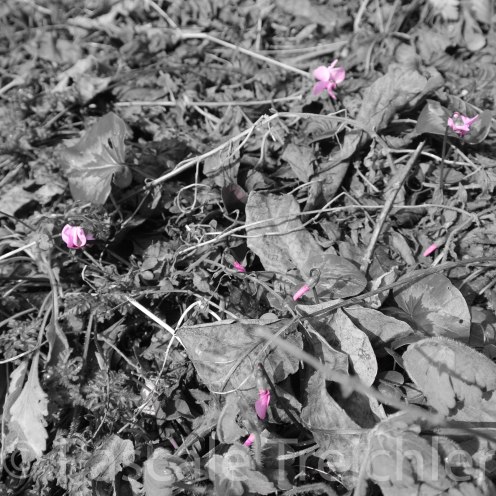 Garten 2018.01 7299-2