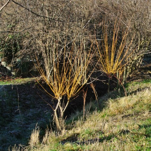 Kopfweiden - 12 072-2