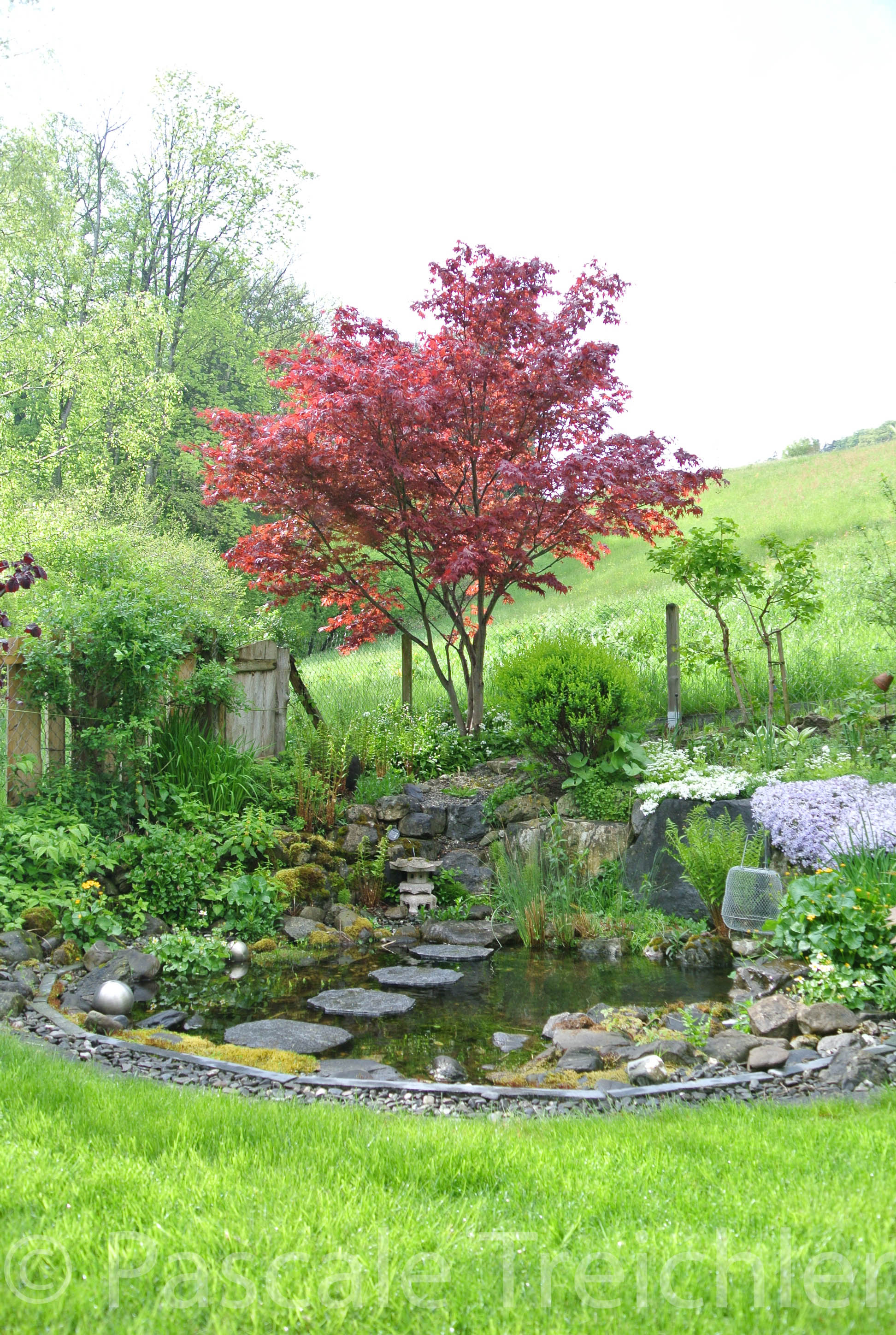 Ahorn - Teich 2016.04 001-2