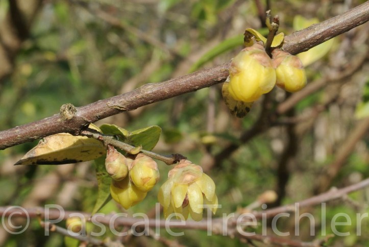 Cimoneanthus -11 122-2