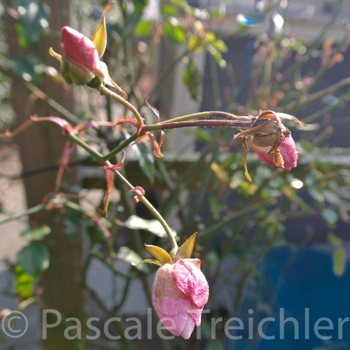 Garten 2018.01 7289-2