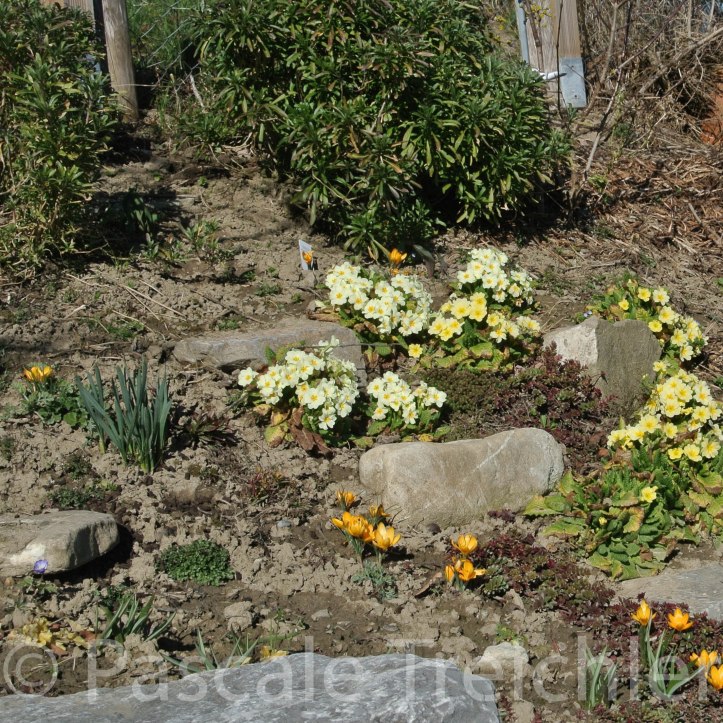 gelbes Beet -03 012-2