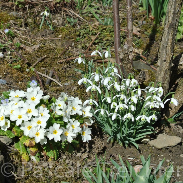 Primeln - Schneeglöckchen - 02 292-2