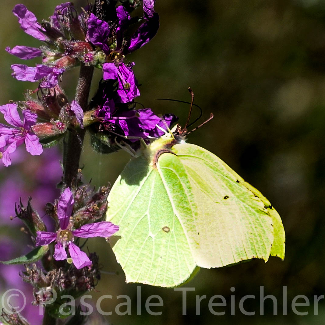 Blutweiderich - Schmetterling 2014-07 136-3