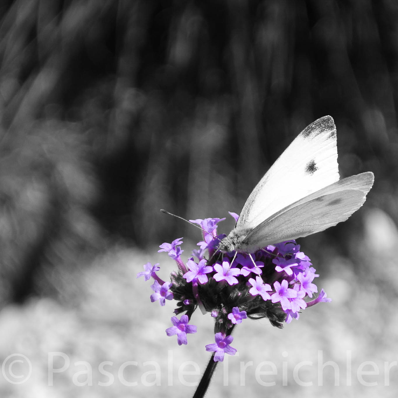 Verbenen - Karte - 09 108-3