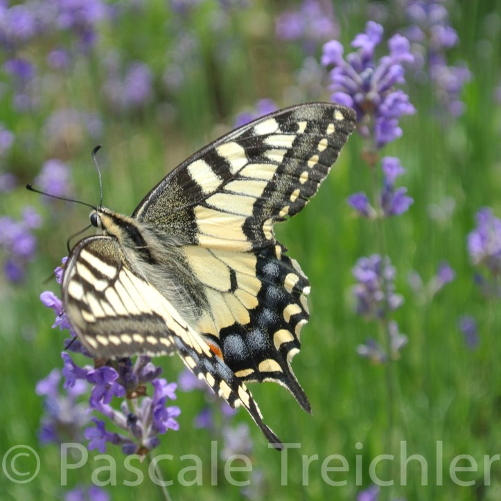 20180615-2018.06 7964