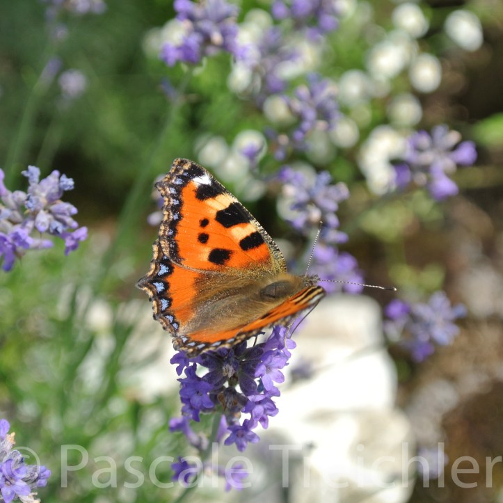 20180615-2018.06 7968