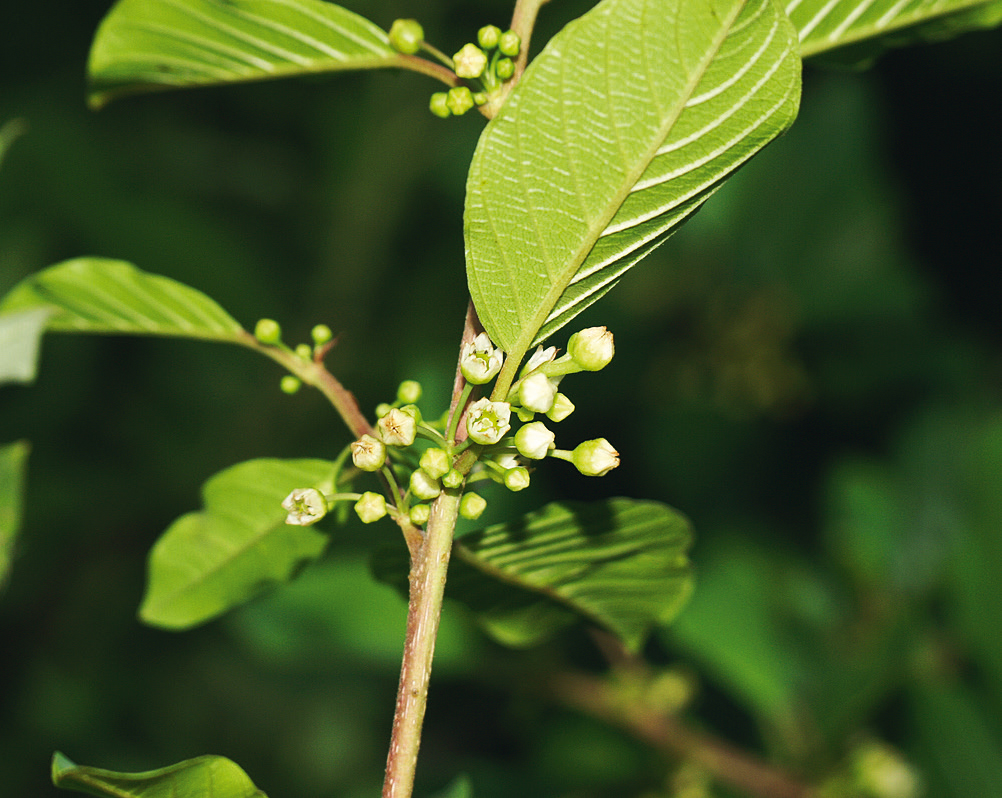 Bienenparadies_Zwittnig_S.1
