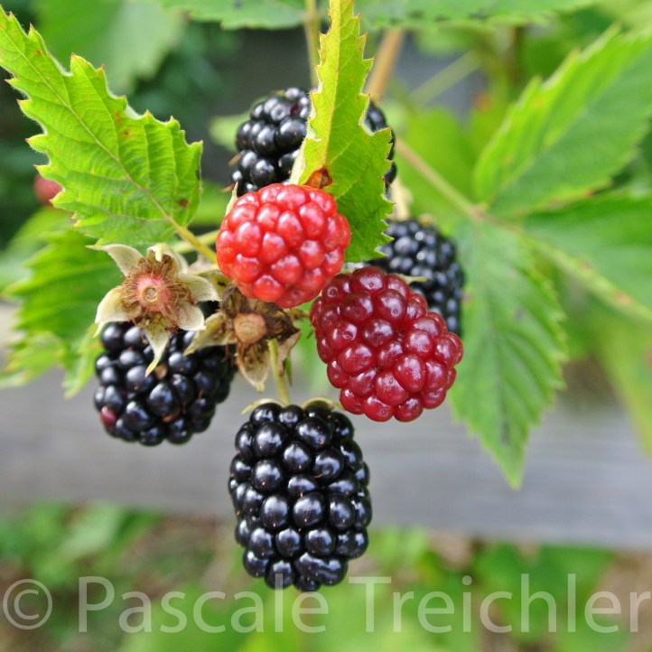 20160728-Brombeere - 07 616