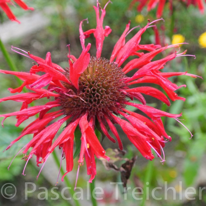 20160728-Goldmelisse - 07 596