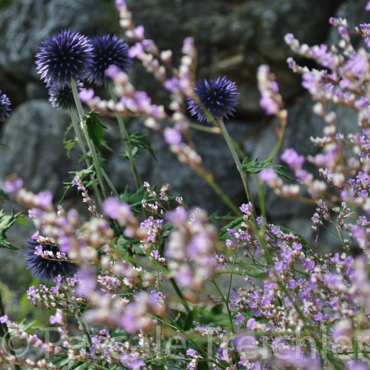 20160728-Kiesbeet - 7 545