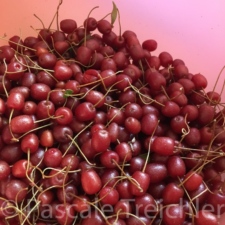 20180619-2018.06 Pointilla 7567