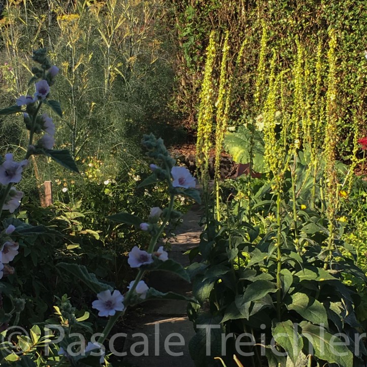 20180704-2018.07 Kräutergarten 7743