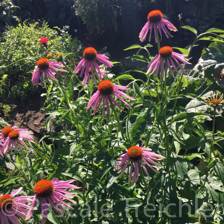 20180704-2018.07 Kräutergarten 7747