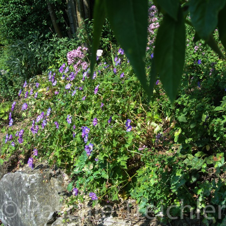 20180712-2018.07.8219 2