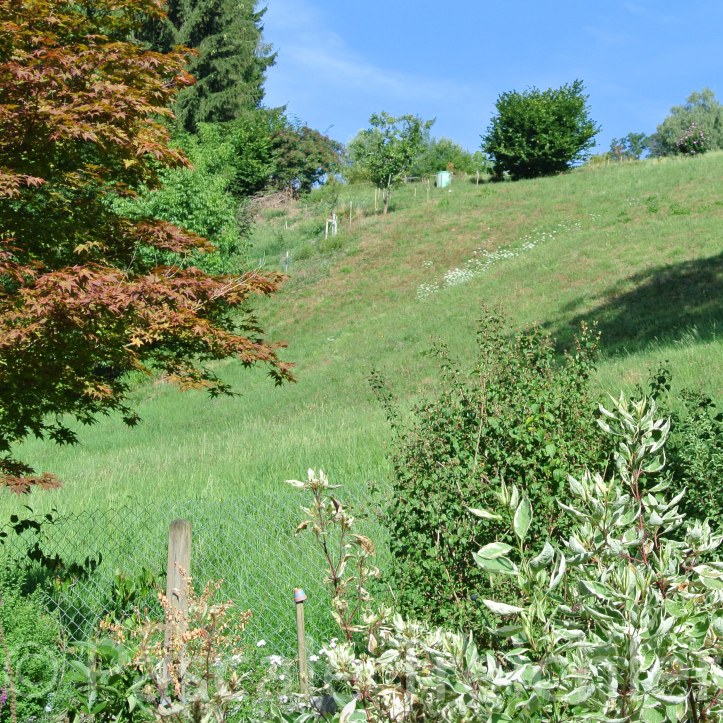 20180729-2018.07.8293