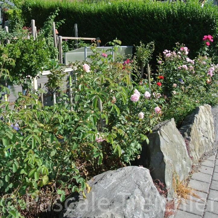 20180729-2018.07.8306