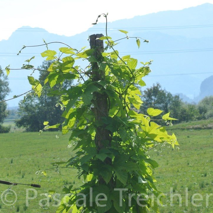 20180729-2018.07.8353