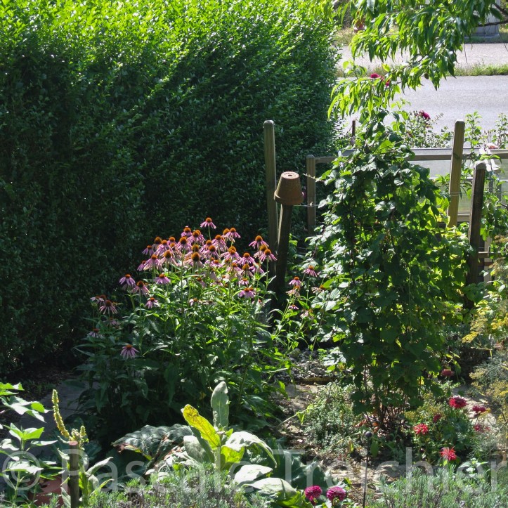 20180729-2018.07.8355