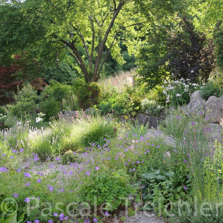 20180610-2018.06 Garten 7896