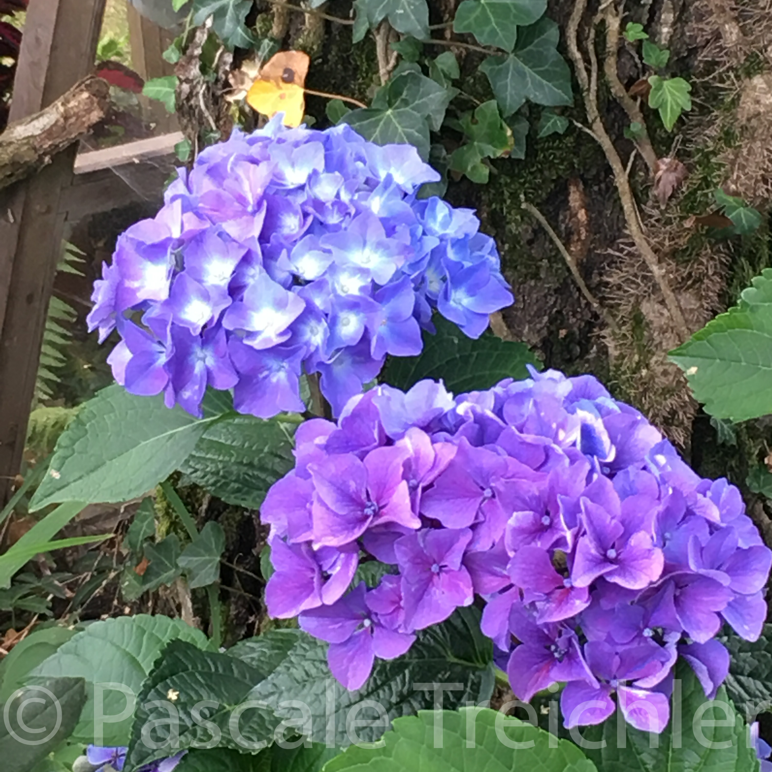 20180802-2018.08.8246