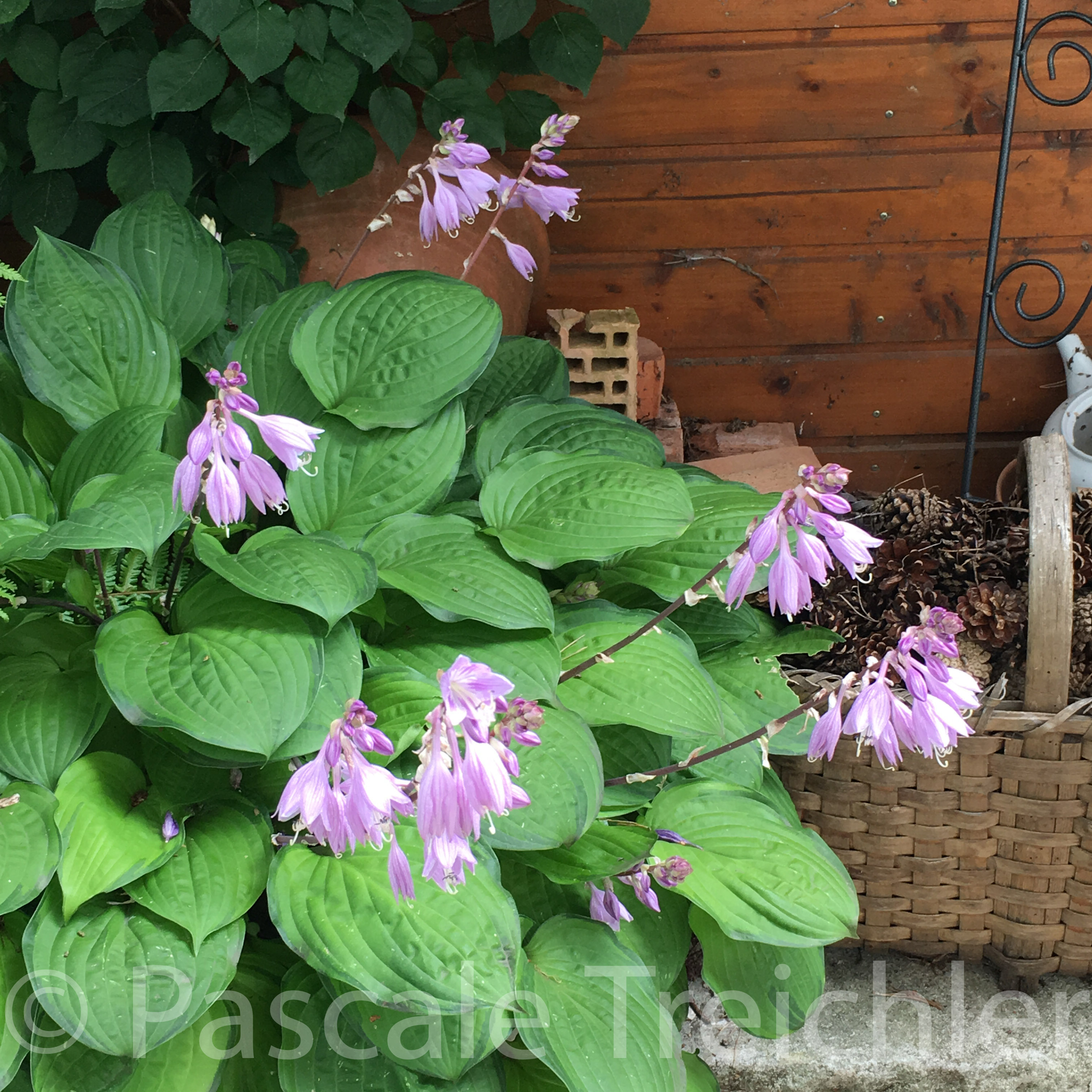 20180802-2018.08.8282