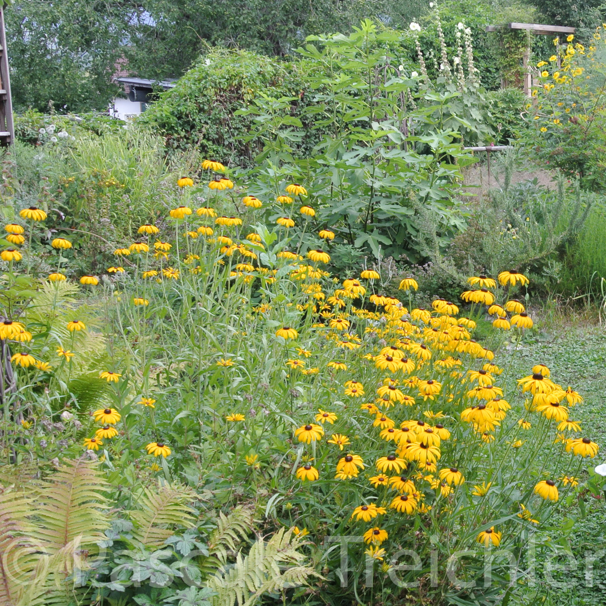 20180802-2018.08.8388