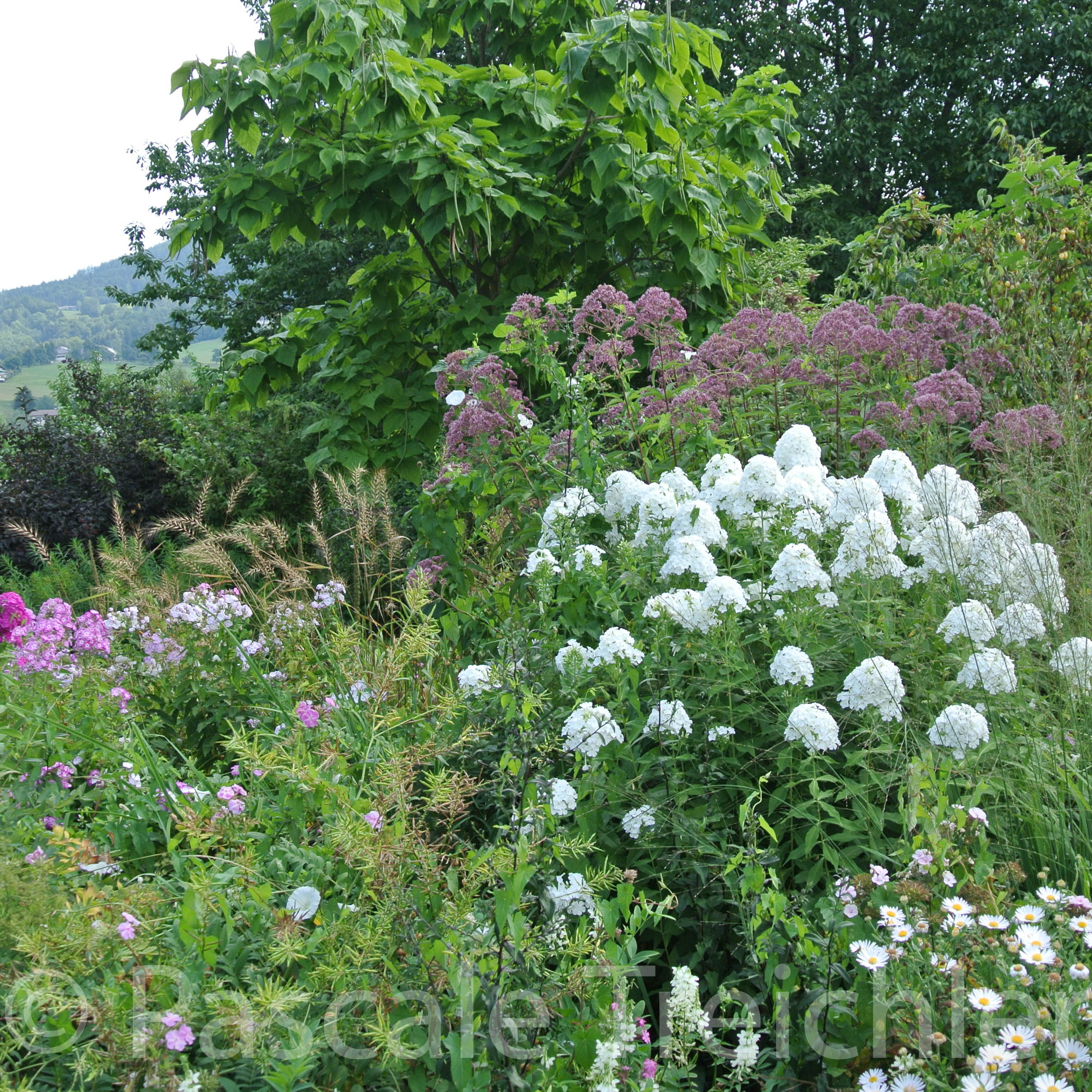 20180802-2018.08.8445