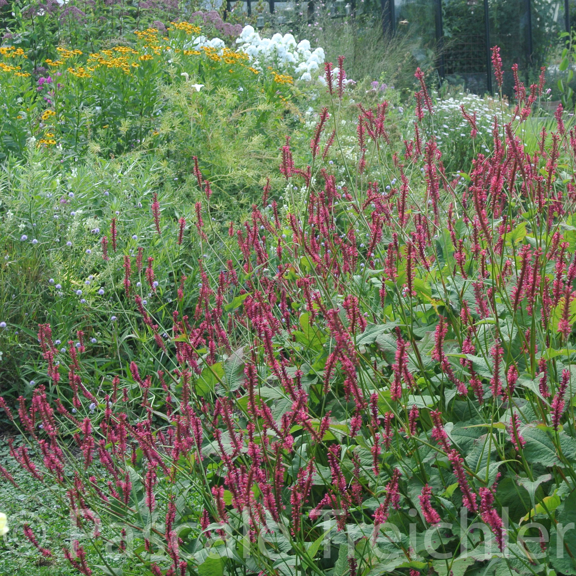 20180802-2018.08.8446