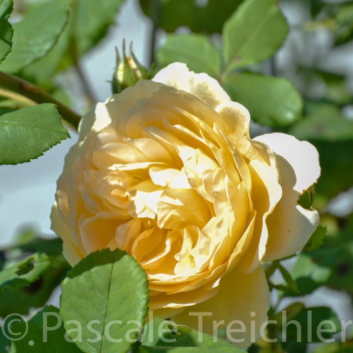 20130731-Rosen - -08 050.jpg