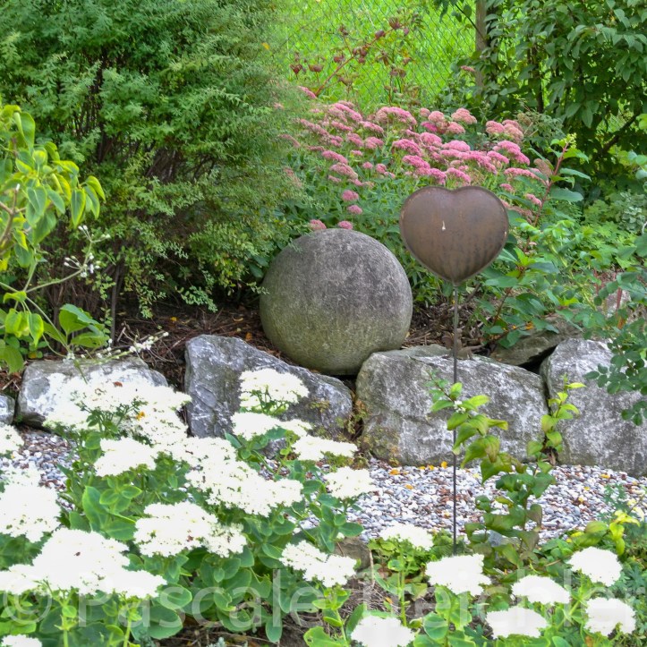 20170910-Fetthennen 6195