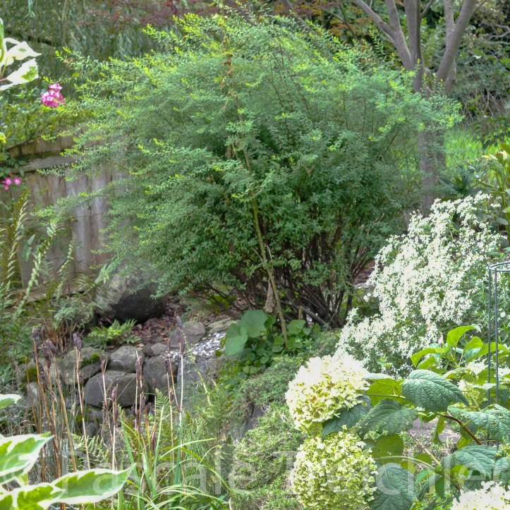 20170910-weisses Beet 6196