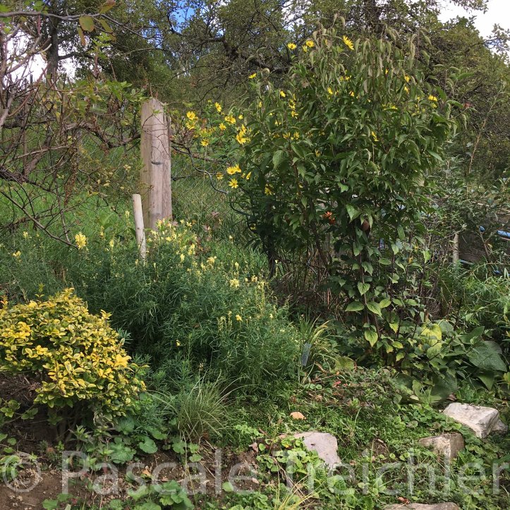 20170918-gelbes Beet 4880