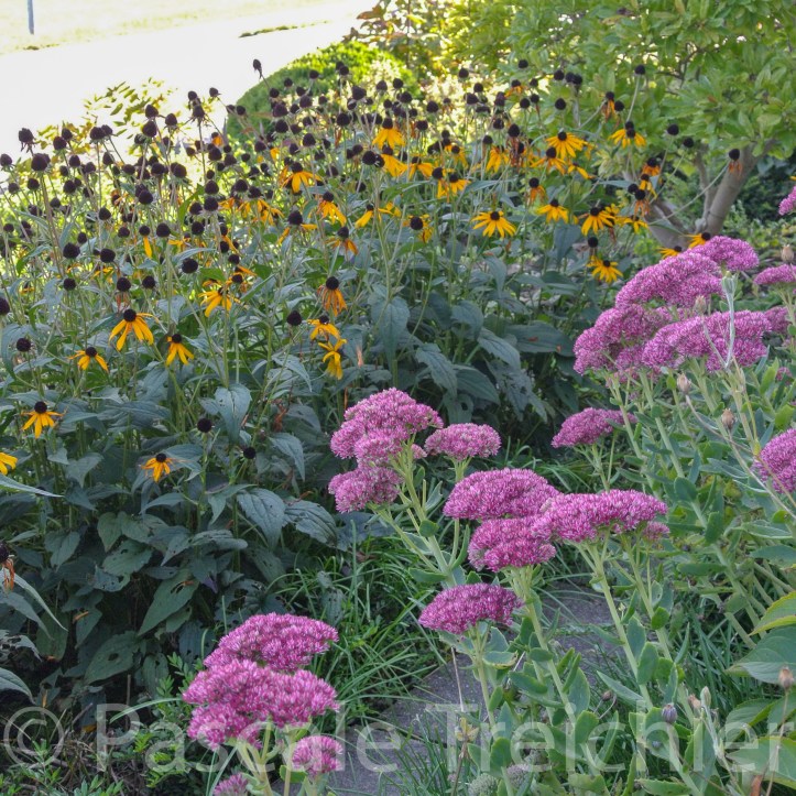 Vorgarten mit Rudbeckia und Fetthennen