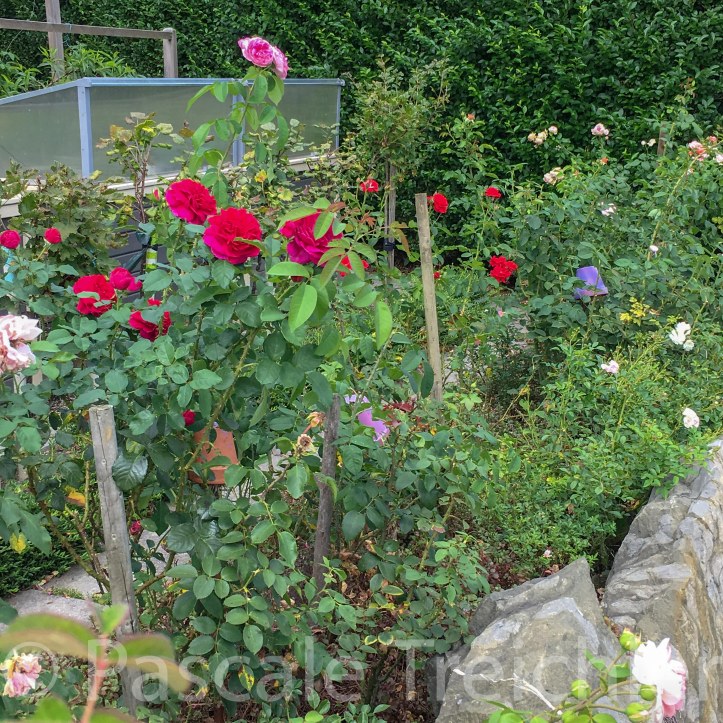 20180807-2018.08.8433