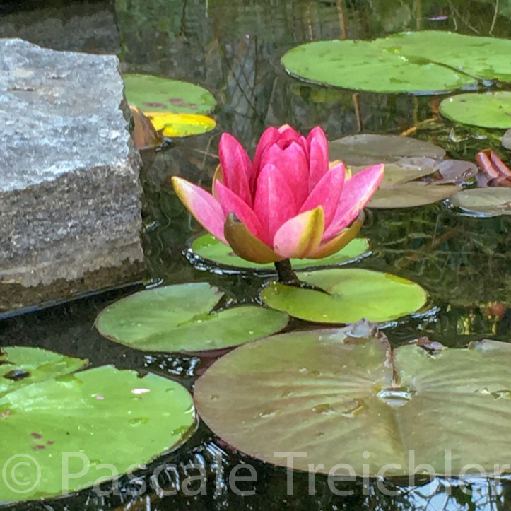 20180816-Seerose 2018.08.8571