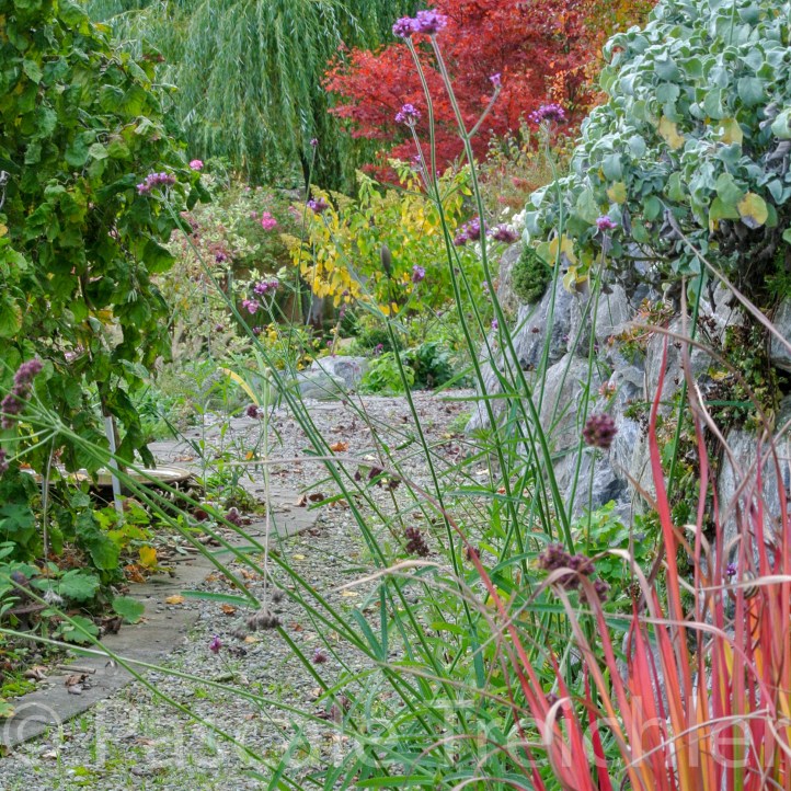 20151023-violetter Weg - 10 364