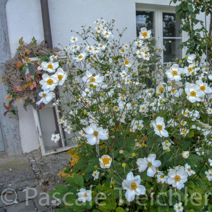 20180923-2018.10.8829