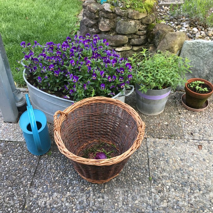 Topfpflanze
Topf
Pflanzenkombination