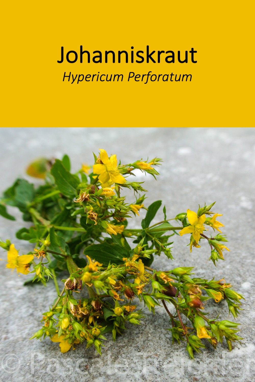 Das Johanniskraut ist nicht nur eine fröhliche Gartenpflanze.
Es kann auch als Heilpflanze gut genutzt werden.