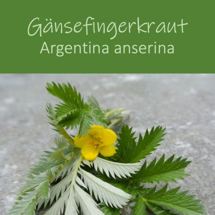 Gänsefingerkraut
Argentina Anserina