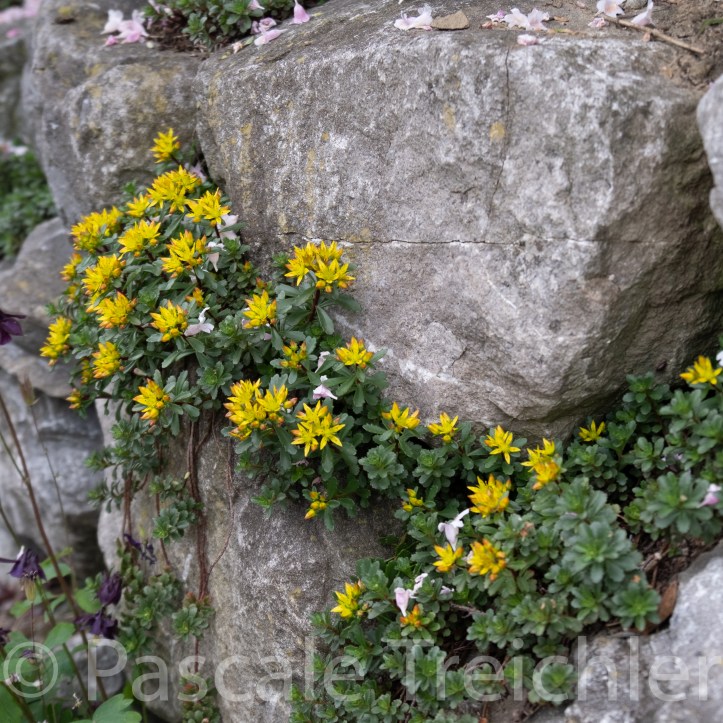 Trockenmauer mit Mauerpfeffer