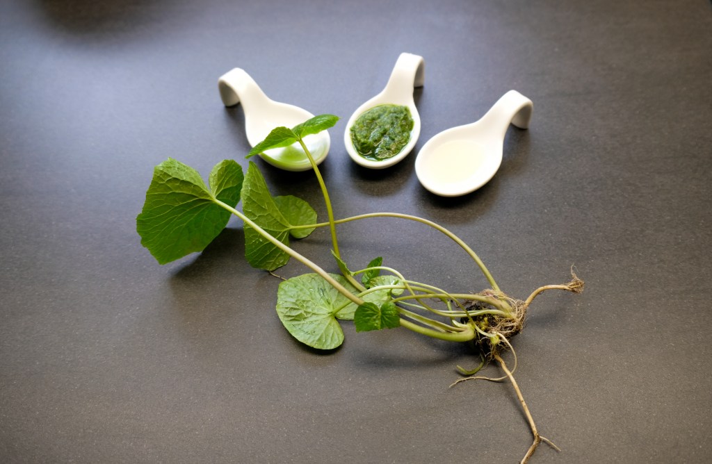 Wasabi Blätter und Wurzeln