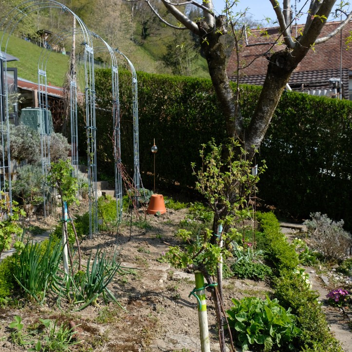 Beerengarten 
Kräutergarten unter der Mandel