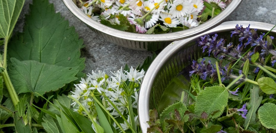 7 Frühlingskräuter zum Ernten im März