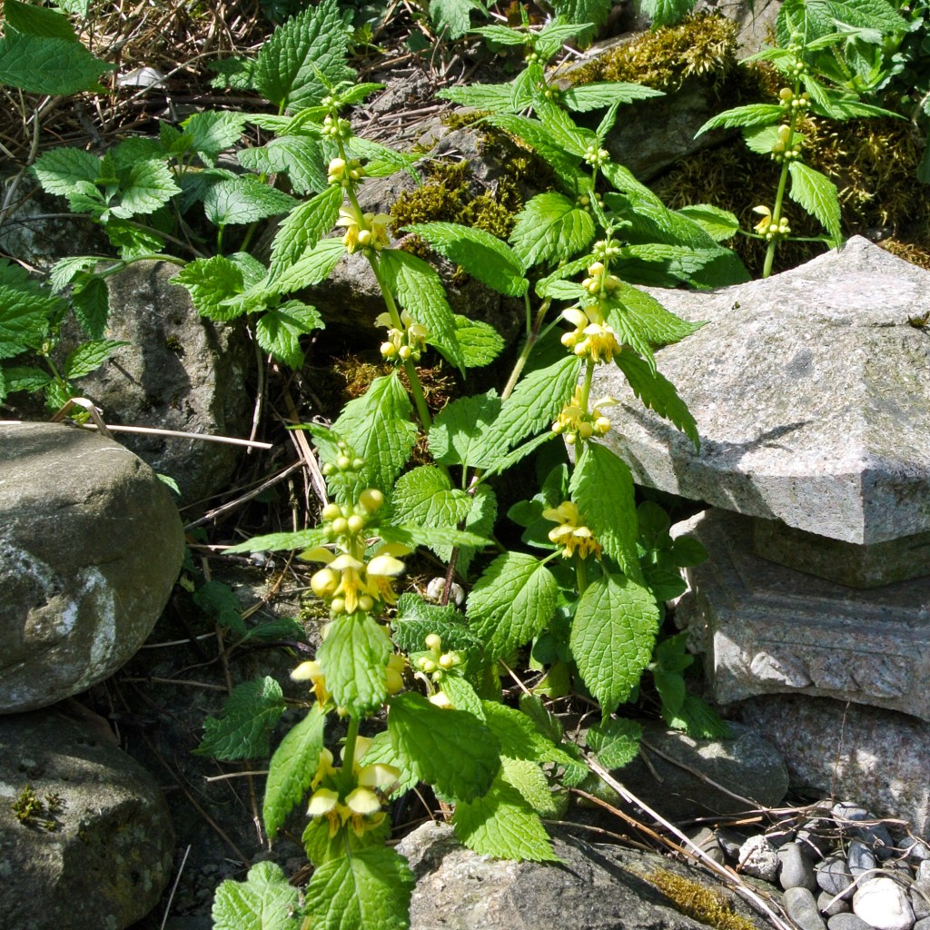 Goldnessel am Teichrand