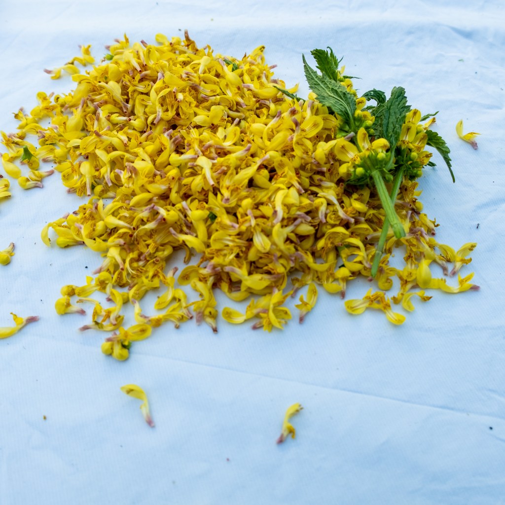 Goldnesselblüten auf Tuch