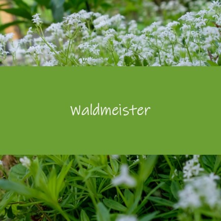 Waldmeister