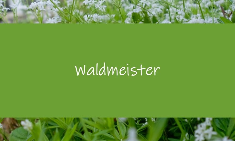 Waldmeister