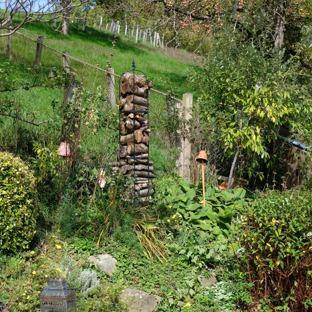 Mauerbeet gelb im Spätsommer